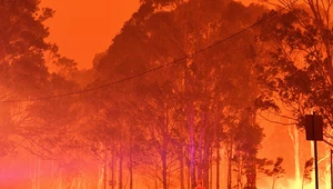 Długotrwałe skutki pożarów w Australii. "Ludzie zapomnieli, ale Ziemia nie"