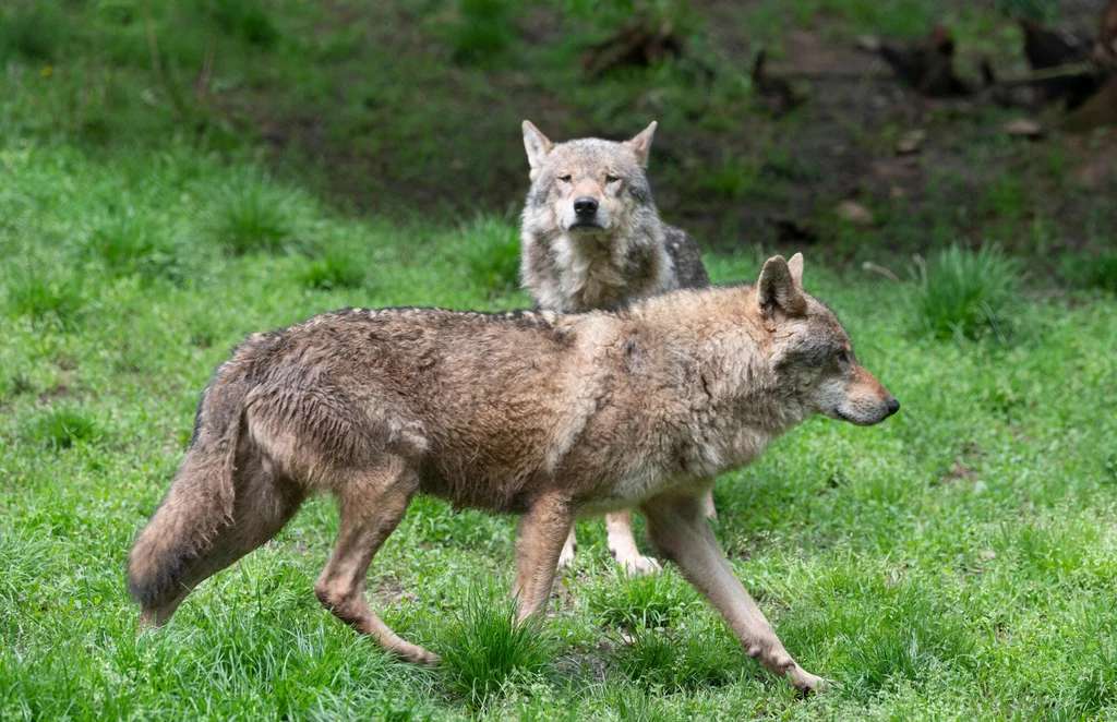Zdaniem ekspertów wilki zdolne do reprodukcji nie zamieszkują Andaluzji już od 2003 r.