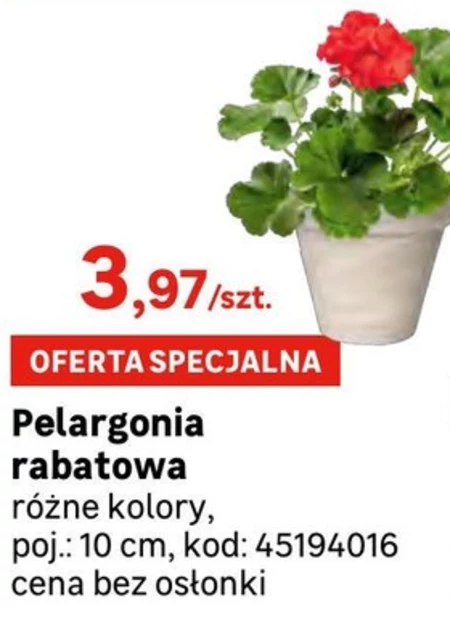 Pelargonia