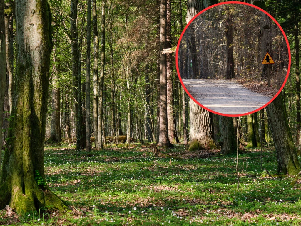 Czy Lasy Państwowe będą musiały zwinąć asfalt z Puszczy Białowieskiej?