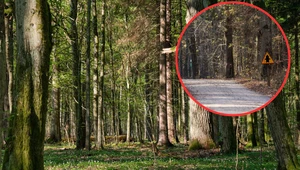 Czy z Puszczy Białowieskiej zniknie asfalt? "Katastrofa dla środowiska"