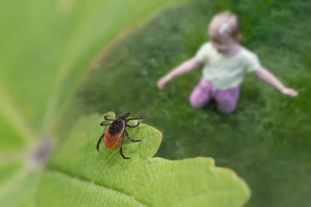 Kleszcze w ogrodzie stanowią duże zagrożenie dla ludzi oraz zwierząt domowych. Które rośliny je przyciągają?