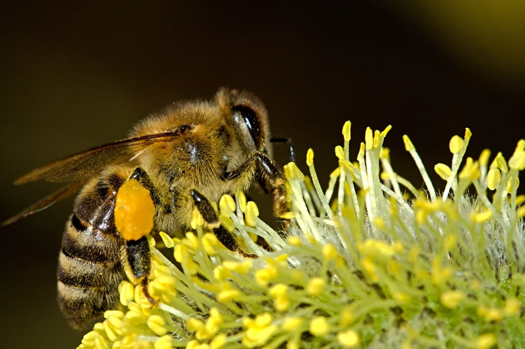 Pszczoły niezwykle efektywnie zapylają kwiaty