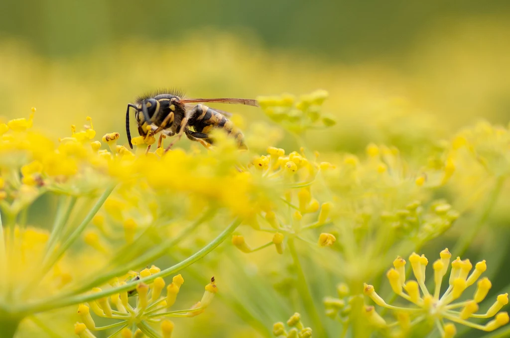 Osy nie są tak wydajne jak pszczoły, ale również pełnią niezwykle istotną rolę w zapylaniu