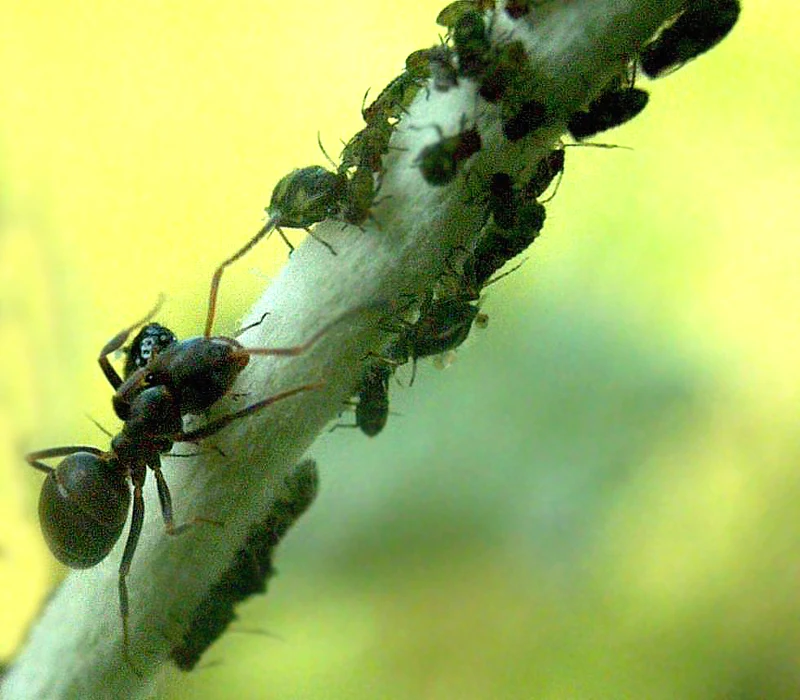 Mrówki uwielbiają spadź wytwarzaną przez mszyce 
