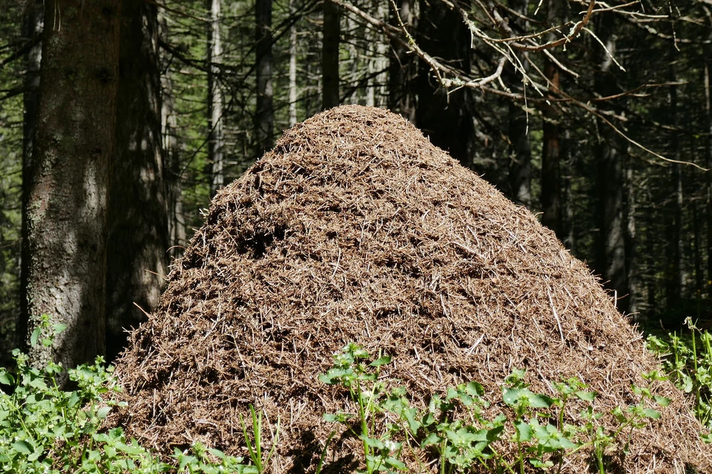 Mrówki to doskonali leśnicy  