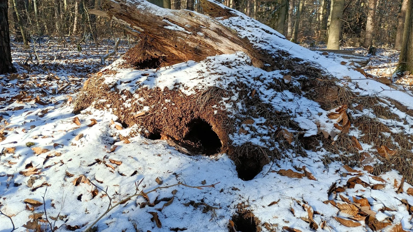 W mrowisku potrafi być nawet 20 stopni Celsjusza cieplej niż na zewnątrz W mrowisku potrafi być nawet 20 stopni Celsjusza cieplej niż na zewnątrz