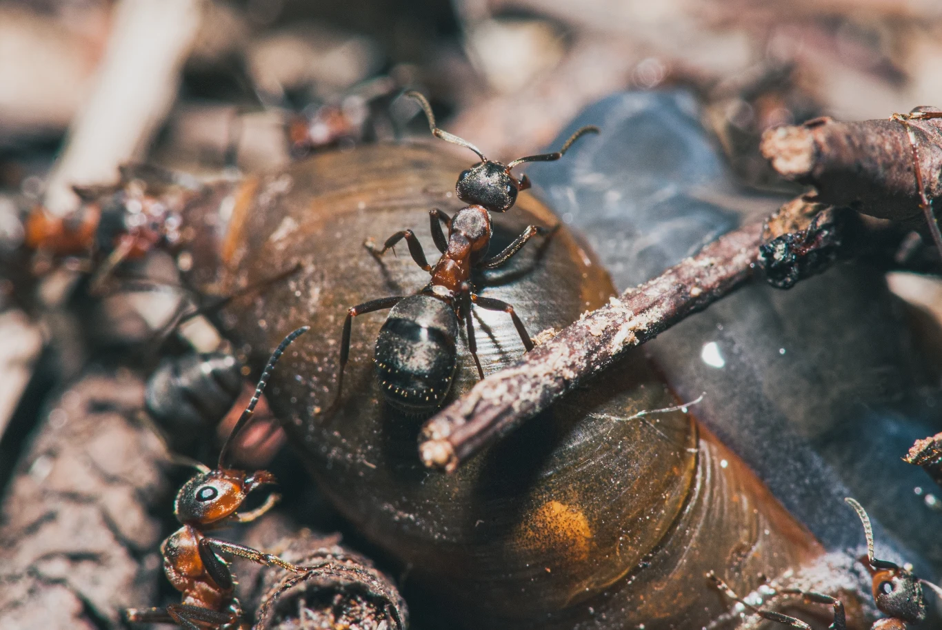Mrówki to doskonali czyściciele Mrówki to doskonali czyściciele