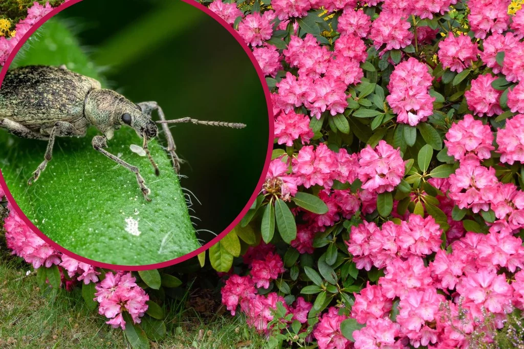 Na zdjęciu opuchlak z rodziny otiorhynchus. Szkodnik atakuje wiele roślin ozdobnych, w tym rododendrony