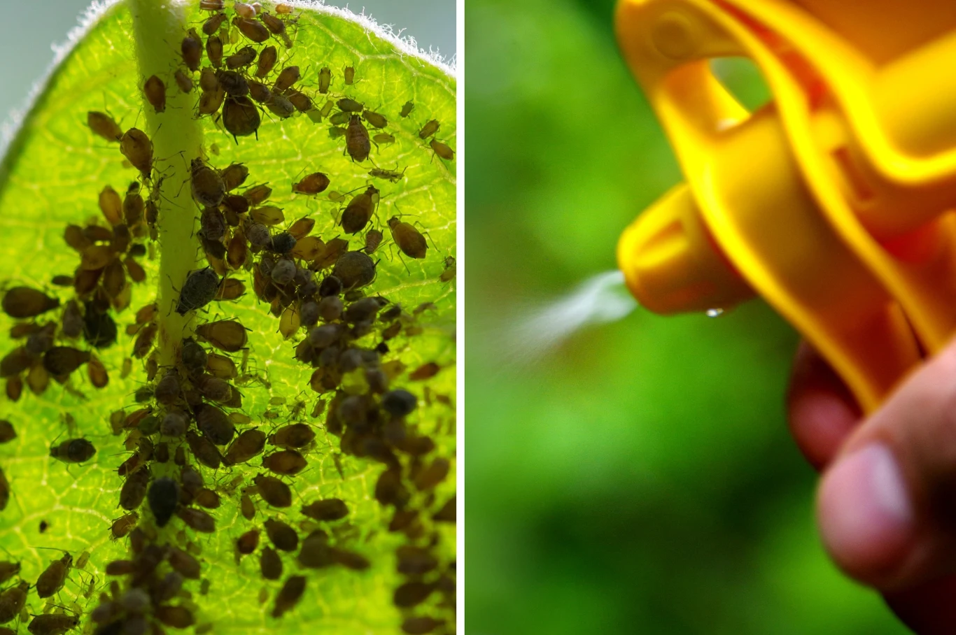 Mszyce to problem niemal każdego ogrodnika Mszyce to problem niemal każdego ogrodnika