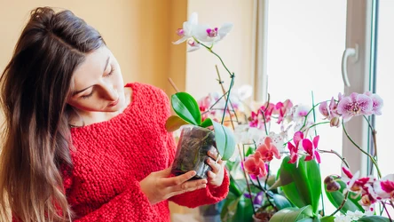 Co zrobić, by storczyk kwitł przez długi czas?