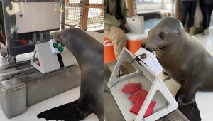 Marynarka Wojenna Stanów Zjednoczonych trenuje zwierzęta przy pomocy gier