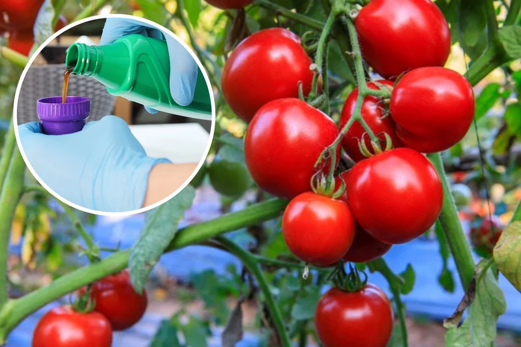 Marzysz o dorodnych pomidorach? Wypróbuj nawóz z pokrzyw
