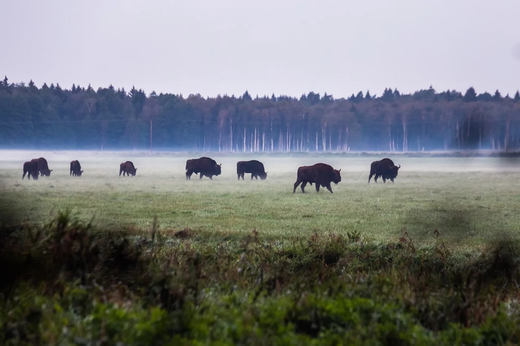 Puszcza Białowieska i królowie puszczy