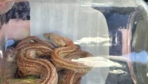 Warszawa: Wąż zbożowy wpełzł do mieszkania na trzecim piętrze