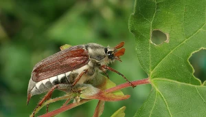 Cykl rozwojowy chrabąszcza majowego trwa trzy lata