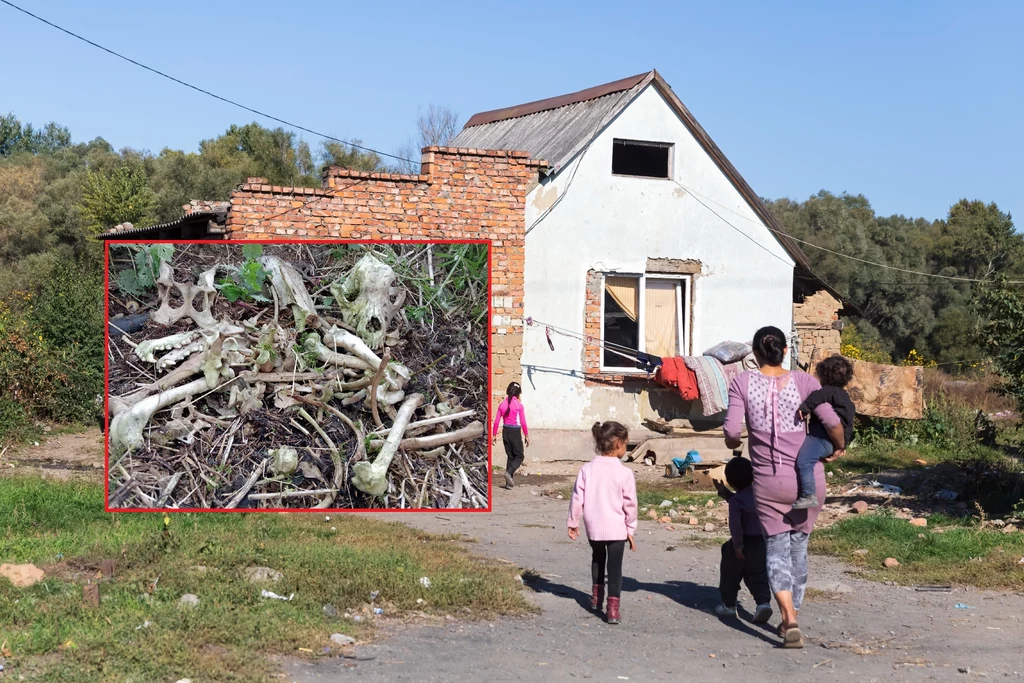 Osada romska, zdjęcie poglądowe. Zdjęcie kości zrobione podczas interwencji w Koszarach przez pracowników TOZ w Krynicy-Zdroju. 