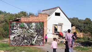 Walki psów i wysypisko śmieci w romskiej osadzie? Postawiono 30 zarzutów