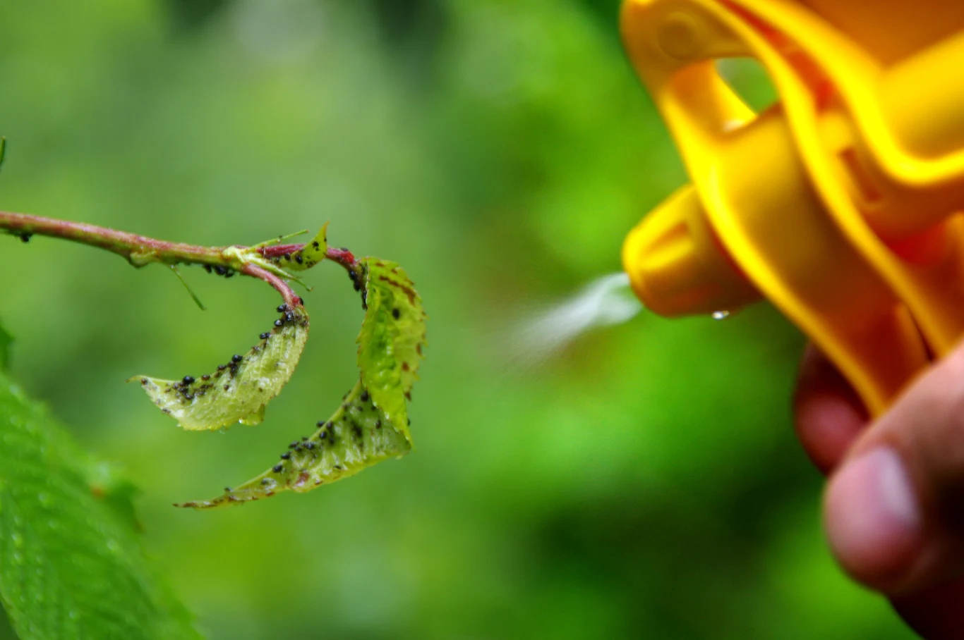 Oprysk na mszyce pozwoli nam zapobiec ich rozprzestrzenianiu się po zimie