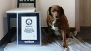 Najstarszy pies na świecie obchodzi 31 urodziny. Wszystkiego najlepszego!