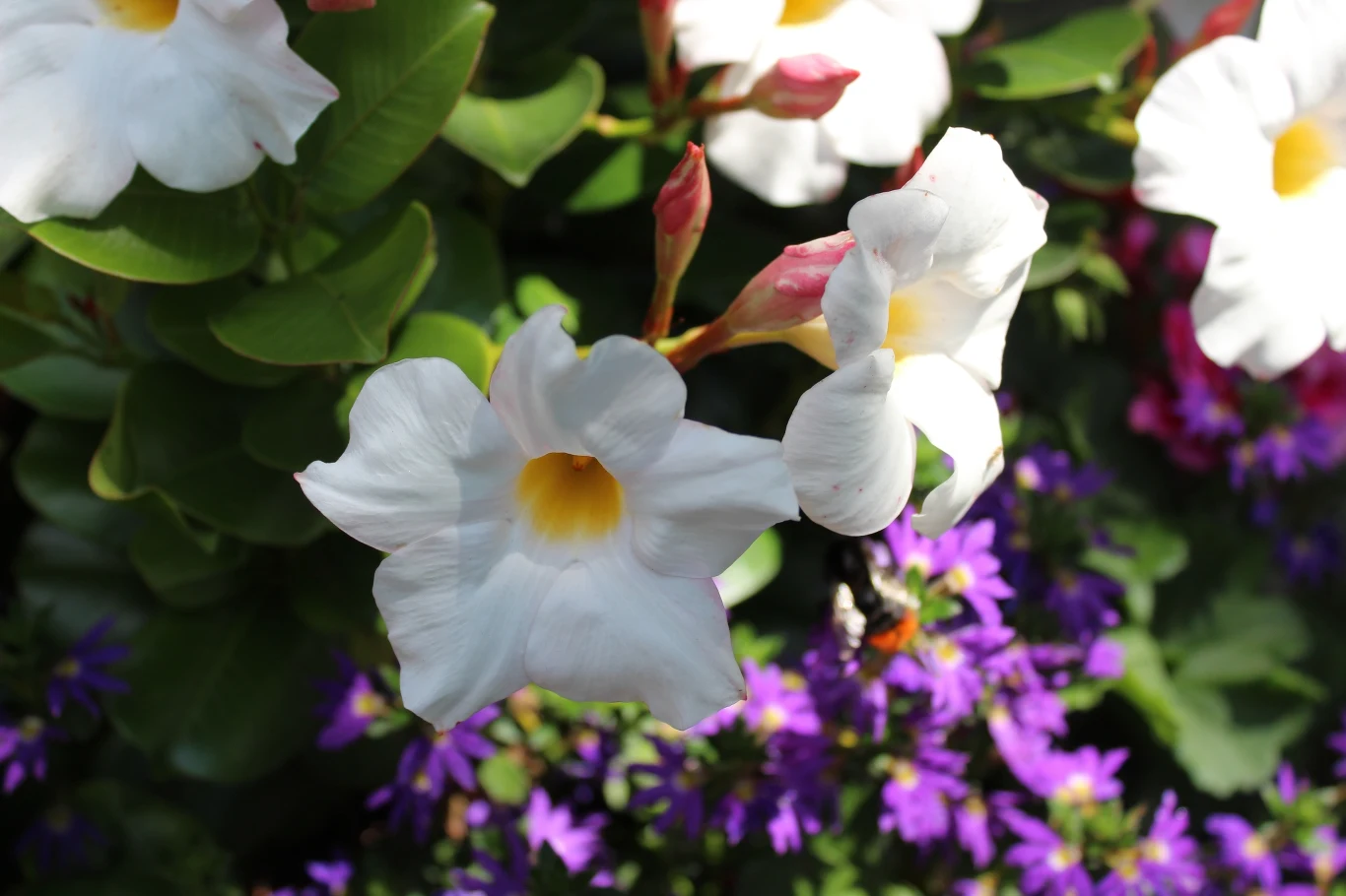 Biała dipladenia w ogrodzie