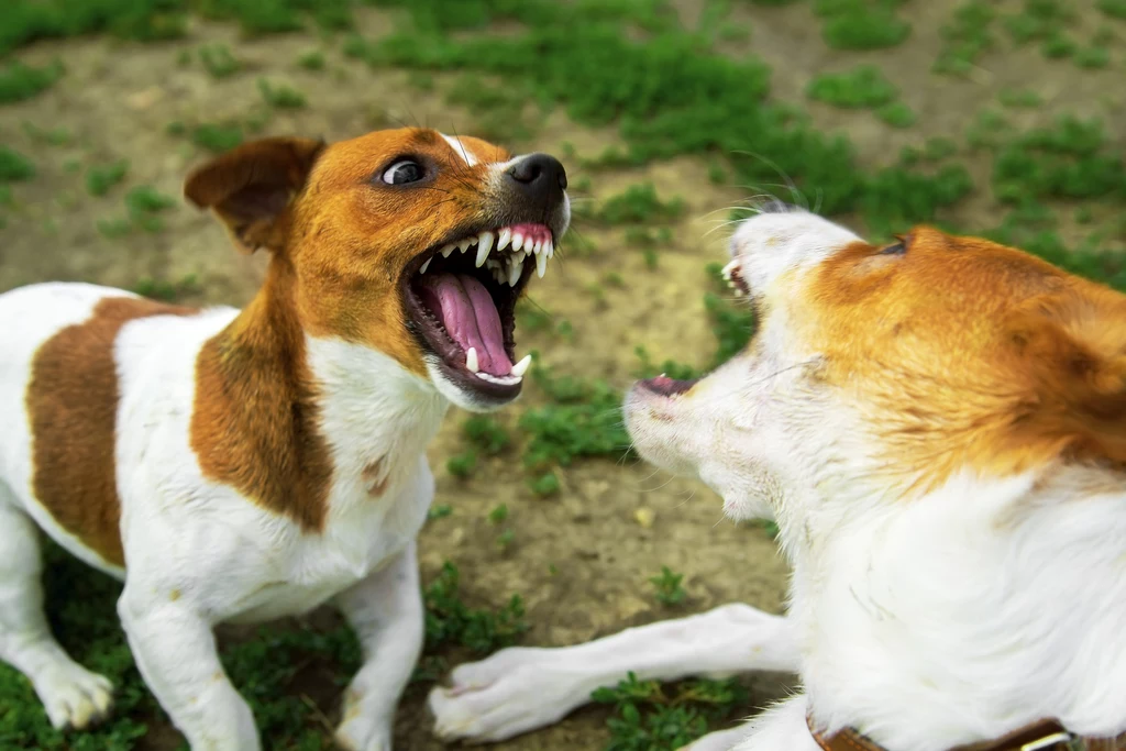 Psy często mają ograniczoną możliwość prawidłowej komunikacji. Wtedy też mogą kłaść się widząc innego psa, by zwiększyć dystans