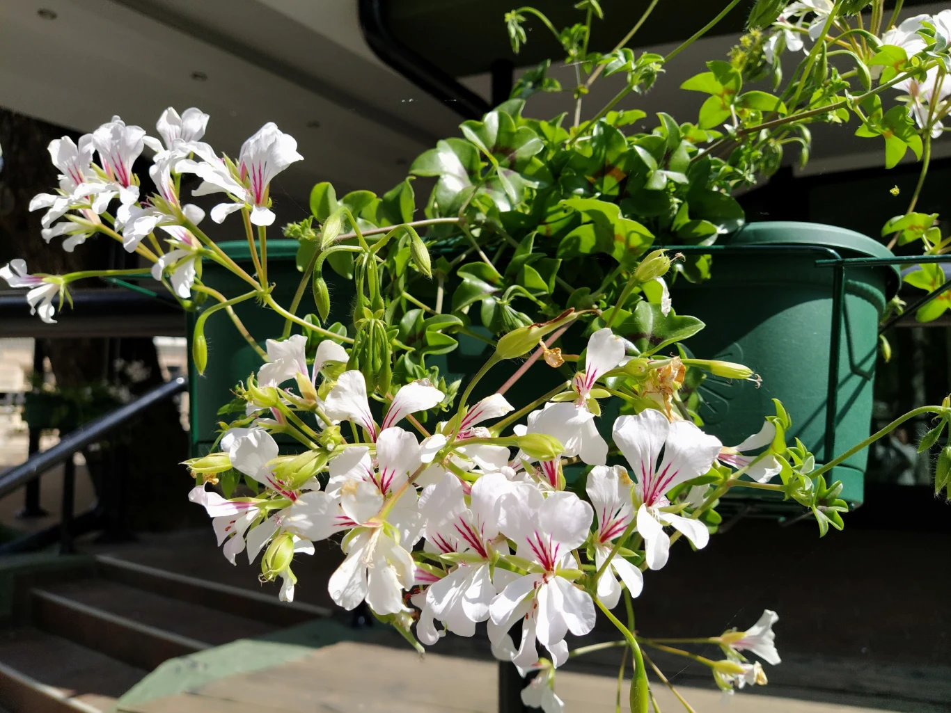 Pelargonia kaskadowa zachwyca licznymi barwami kwiatów