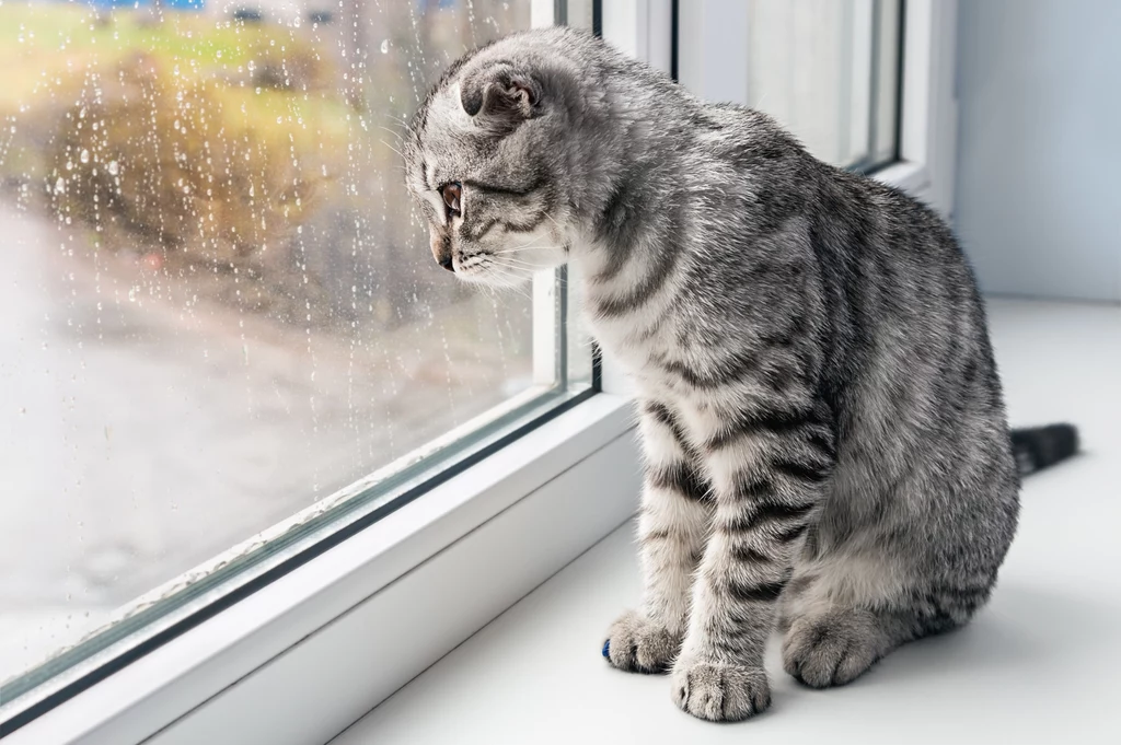 Koty w samotności lubią spędzać czas oglądając widok za oknem
