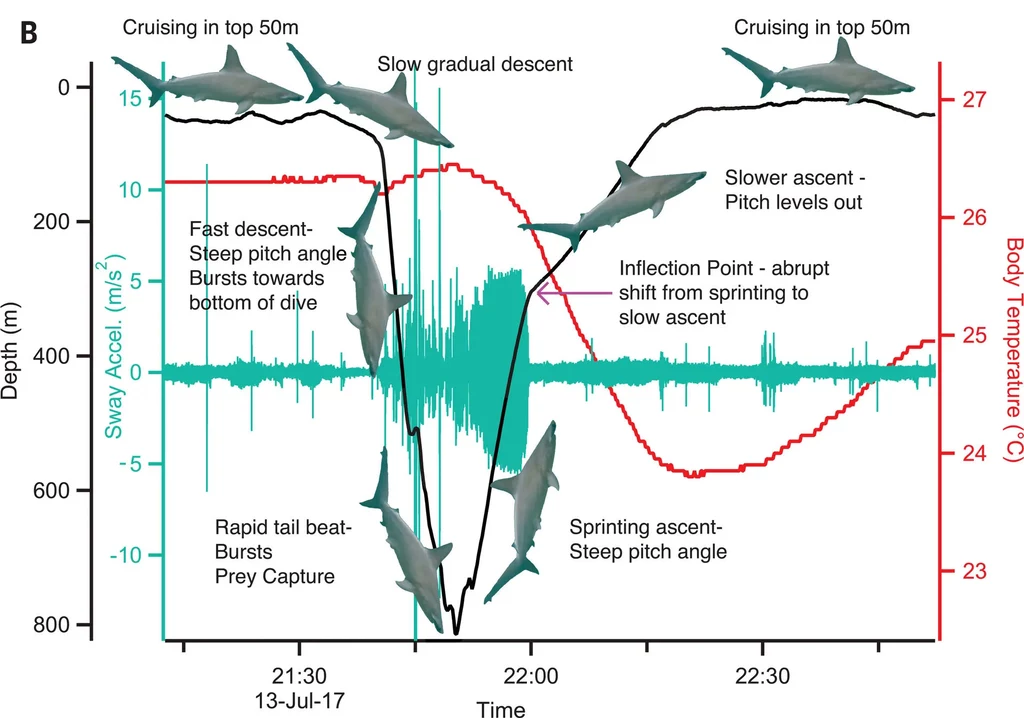 Diagram przedstawiający sposób pływania i temperaturę ciała rekina młota podczas głębokiego nurkowania