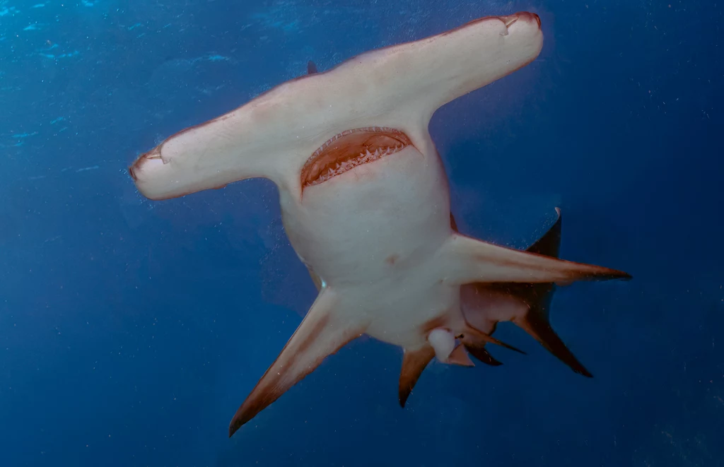 Rekiny młoty wstrzymują oddech, by utrzymać ciepło podczas nurkowania 