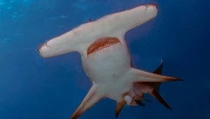 Rekiny młoty wstrzymują oddech, by utrzymać ciepło podczas nurkowania 