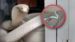 Jadowita kobra wkradła się do domu. Była całkowicie biała