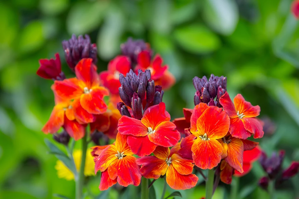 Kwiaty laków mogą mieć najróżniejsze kolory w zależności od ich odmiany 