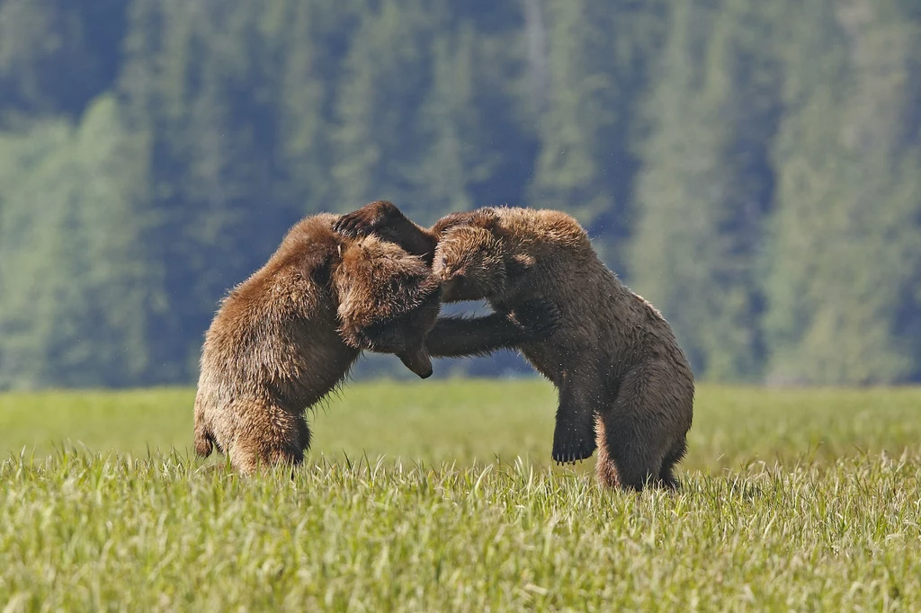 W serwisie YouTube opublikowano niemal 9-minutowe nagranie, na którym widać jak dwa olbrzymie niedźwiedzie grizzly walczą między sobą o dominację przed zbliżającym się okresem godowym. Ich pojedynek mrozi krew w żyłach