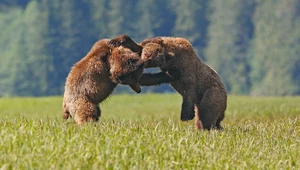Niesamowita walka niedźwiedzi grizzly. Wideo bije rekordy popularności