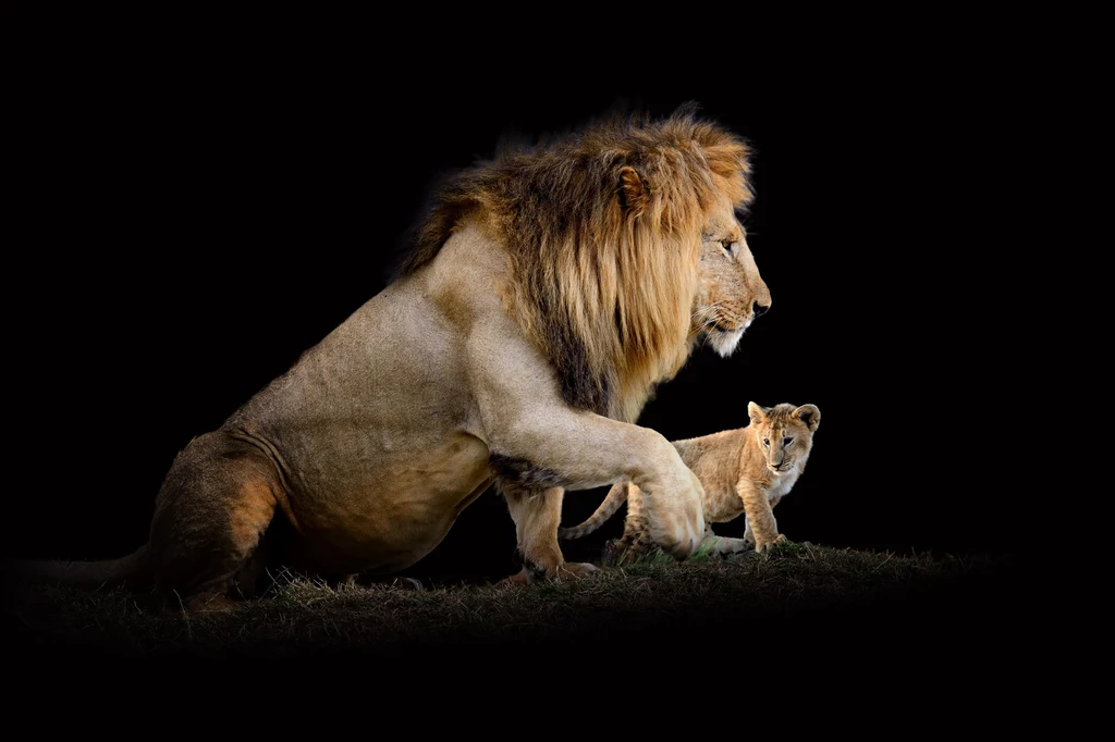 Średnia życia lwa wynosi 8-10 lat. Najstarszy lew świata - Loonkito - zginął niedawno w wieku 19 lat