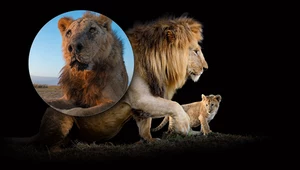 Najstarszy lew na świecie nie żyje. Za bardzo zbliżył się do ludzi