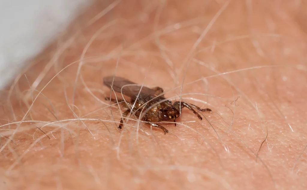 Strzyżak sarni to owad, na którego potocznie mówi się latający kleszcz. Czy jest niebezpieczny dla człowieka?