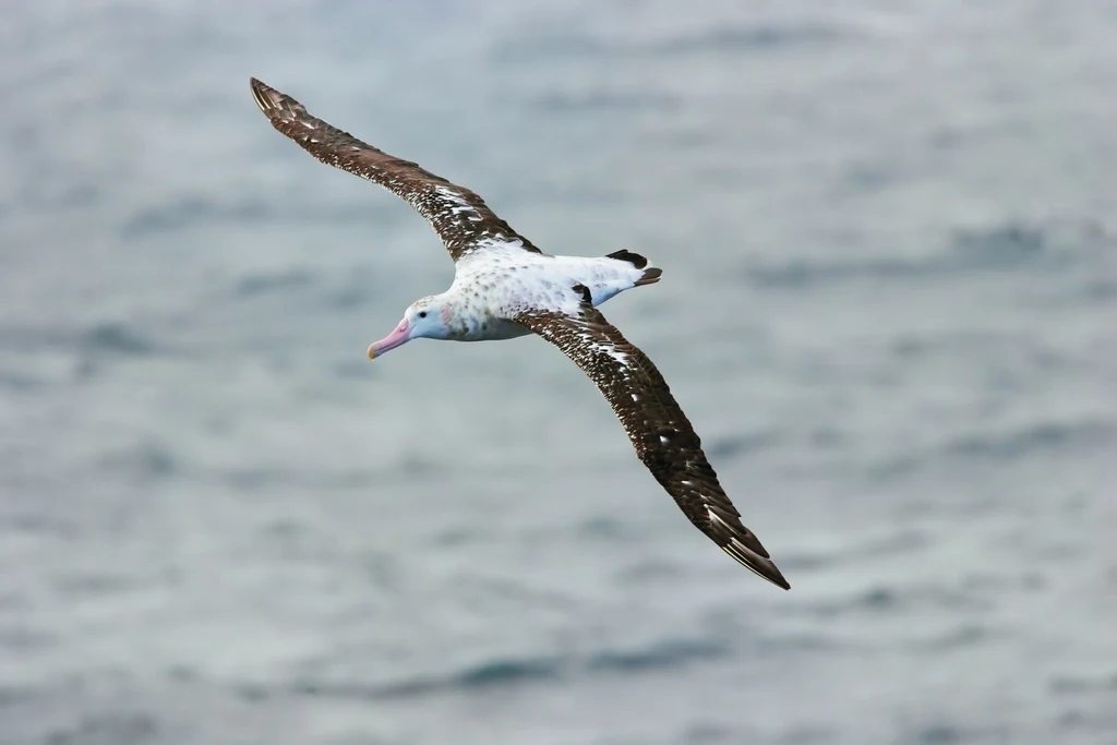 Albatros wędrowny w locie