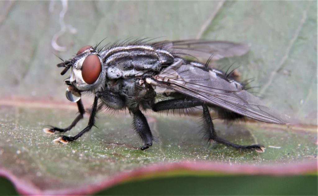 Mucha domowa jest jedną z najbardziej znanych muchówek. Cechuje się czarną głową, dużymi, czerwonymi oczami oraz krótkimi czółkami pokrytymi pierzastą strukturą