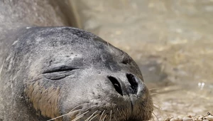 Zagrożona foka mniszka wyleguje się na plaży. Nie wolno do niej podchodzić