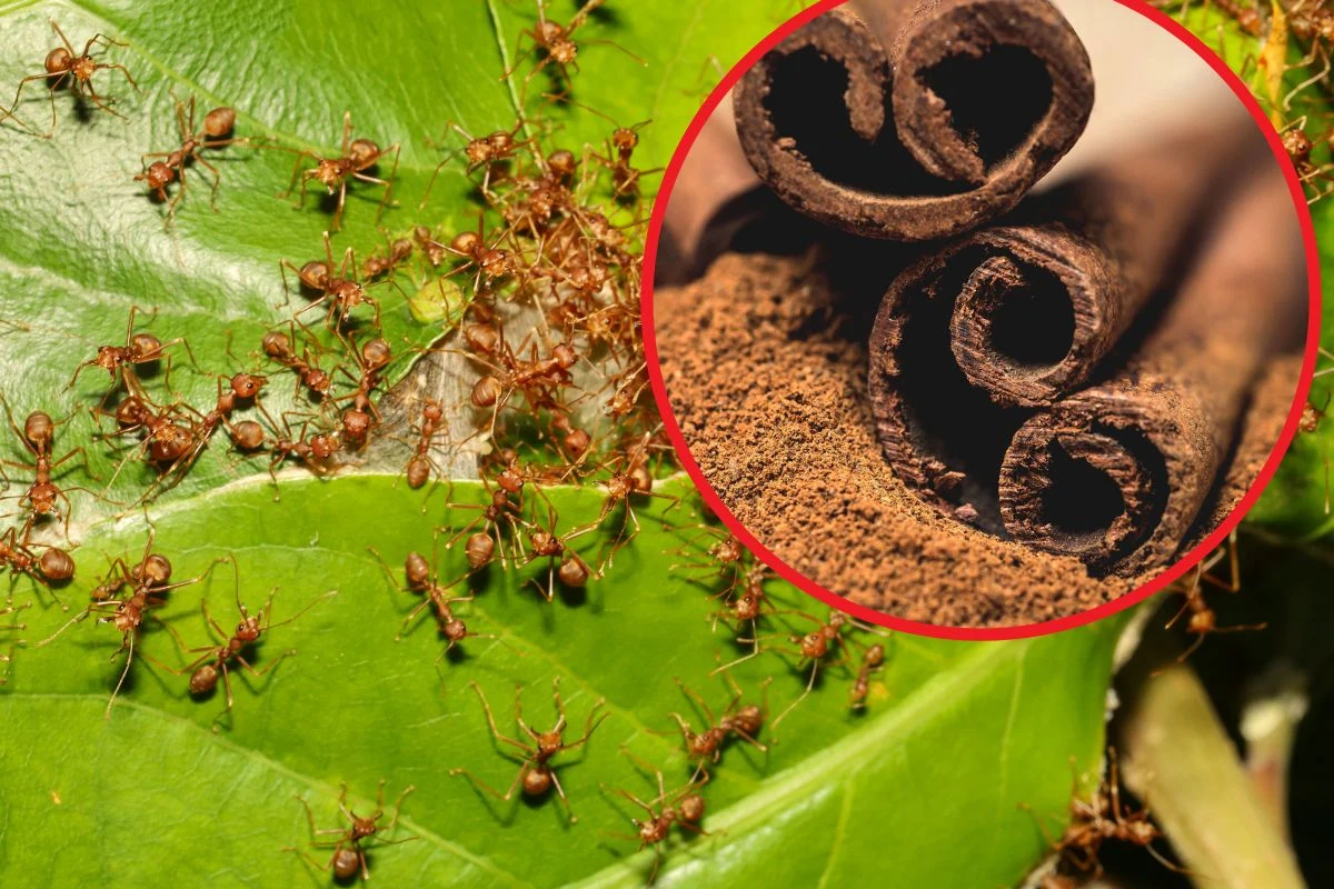 Cynamon pomoże w walce ze szkodnikami w ogrodzie dzięki intensywnemu zapachowi Cynamon pomoże w walce ze szkodnikami w ogrodzie dzięki intensywnemu zapachowi