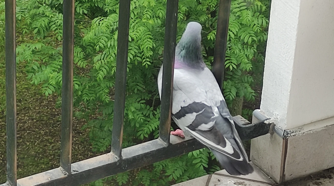 Gołębie korzystają z sąsiedztwa ludzi Gołębie korzystają z sąsiedztwa ludzi