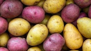 Ziemniaki fioletowe są bardzo zdrowe. Sercowcy powinni wybierać właśnie takie