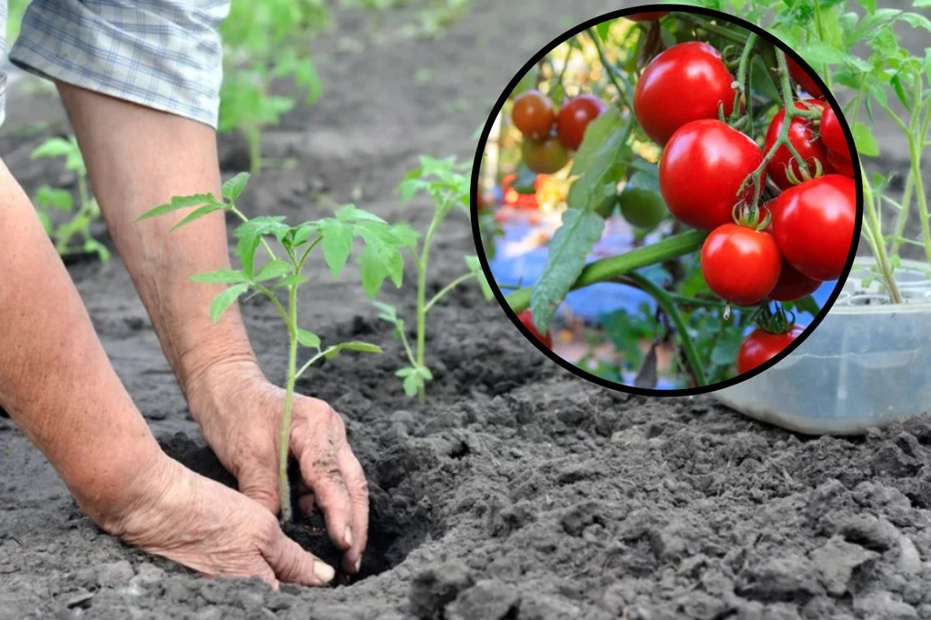 Nigdy nie sadź tych roślin przy pomidorach. Kompletnie stracą smak