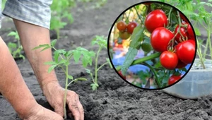 Nigdy nie sadź tych roślin w sąsiedztwie pomidorów. Uprawa szybko zmarnieje