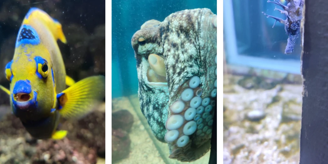 Mieszkańcy Aquarium Crikvenica / Zdj. Gabriela Wójcik Mieszkańcy Aquarium Crikvenica / Zdj. Gabriela Wójcik