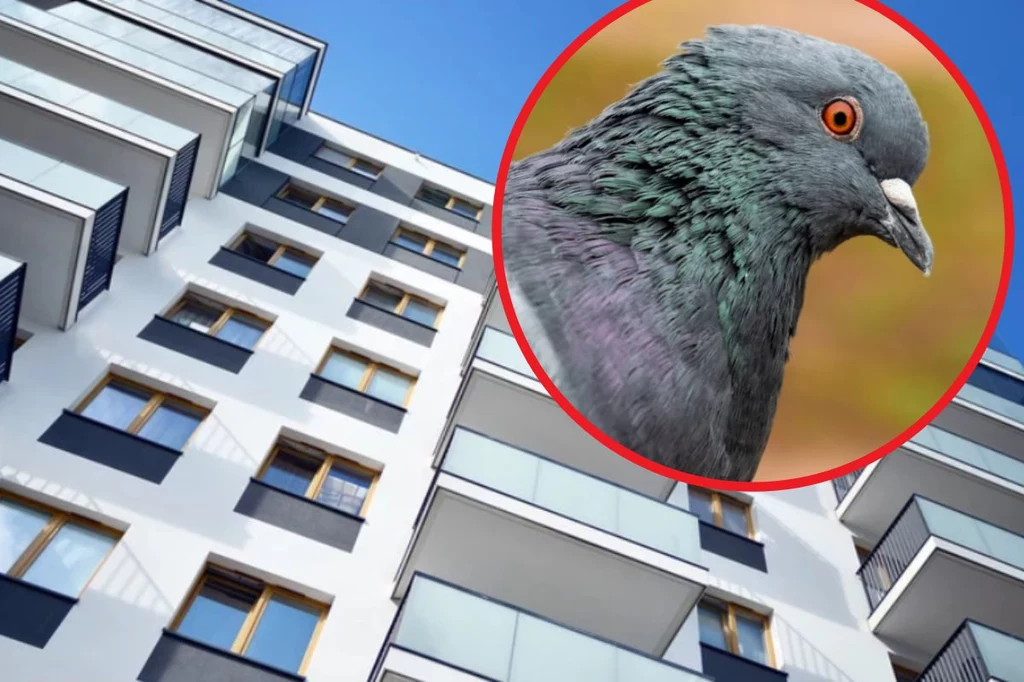 Zmieszaj z wodą i spryskaj balkon. Gołębie będą uciekać w popłochu