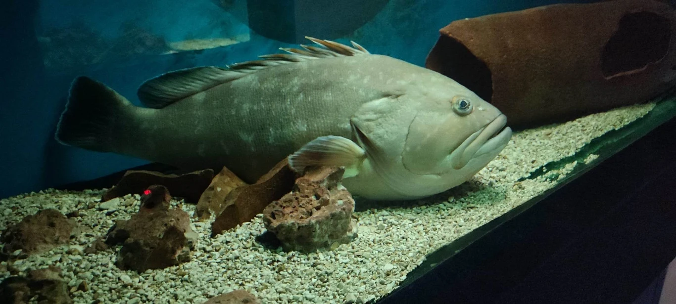 Mieszkańcy mórz i oceanów zachwycą fanów natury/ Zdj. Gabriela Wójcik Mieszkańcy mórz i oceanów zachwycą fanów natury/ Zdj. Gabriela Wójcik