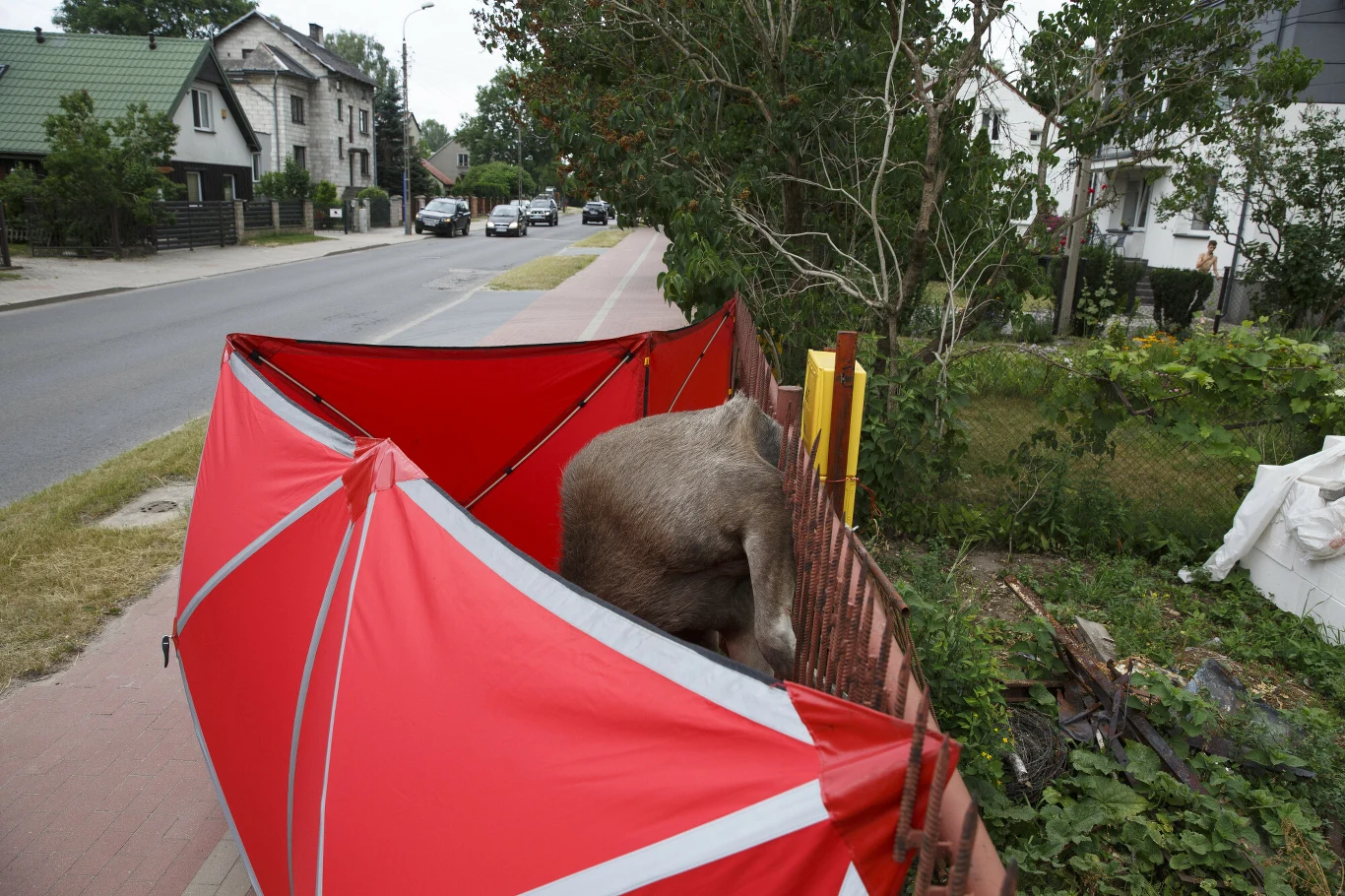 Tragiczny finał wypadku łosia, który nabił się na ogrodzenie w Łomży